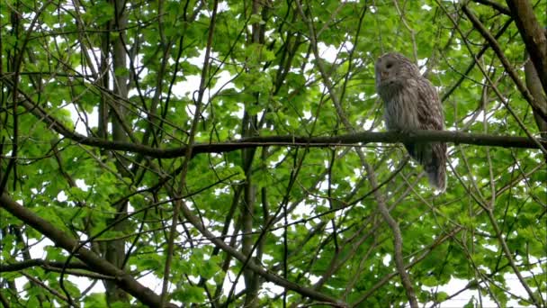 Strix Uralensis Велика Нічна Сова Він Членом Справжньої Родини Сов — стокове відео