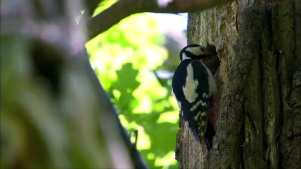 Picchio Maculato Minore Abita Foreste Decidue Miste Spesso Umide Paludose — Video Stock