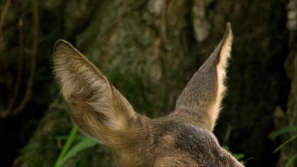 Cervo Cervo Europeo Dama Dama Taglia Media Comune Europa Asia — Video Stock