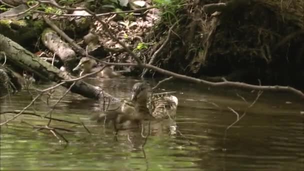 Drake Agáchate Lago Mallard Pájaro Familia Patos Desprendimiento Aves Acuáticas — Vídeos de Stock