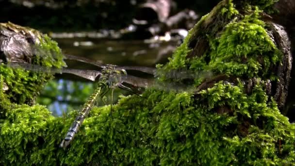 Libélulas Odonata Orden Insectos Voladores Antiguos Que Cuenta Con Más — Vídeo de stock