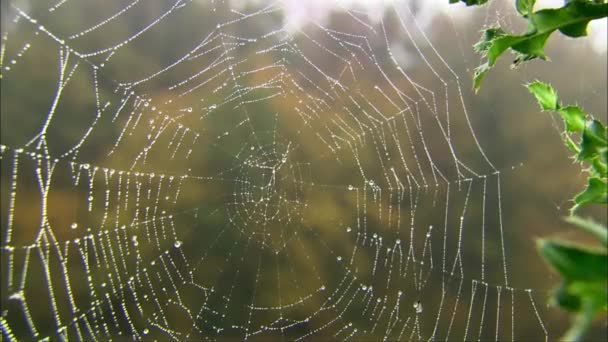 웹에는 방울이 반짝이고 있습니다 거미가 먹이를 기다리고 있습니다 — 비디오