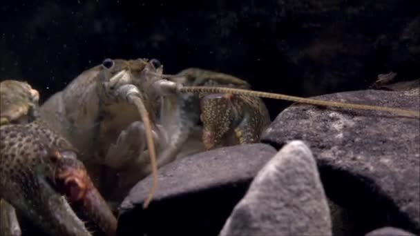 Broad Toed River Crayfish Latin Astacus Astacus Species Decapod Crustaceans — Stock Video