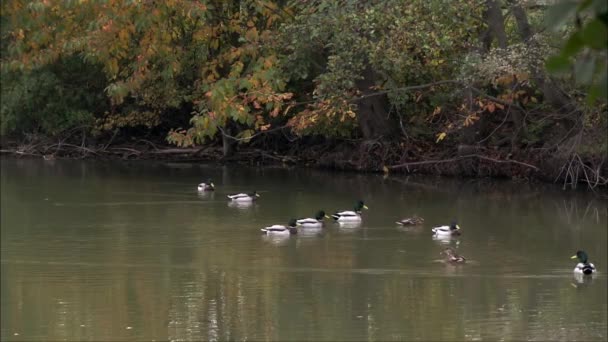 德雷克和鸭子在湖上 Mallard 一种家养水禽的鸟类 最有名最普通的野鸭 — 图库视频影像