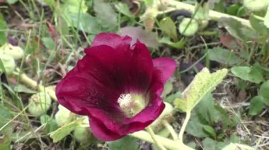 Kum yaban arısı, ya da yaban arısı, ya da yaban ördekleri (Crabronidae). Bu böceklerin vücut yapısının bir özelliği de karın ve göğüs eti arasında sapı şeklinde ince bir zarın olmasıdır..