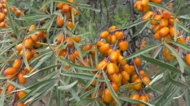 Deniz dikeni (Hippophae). Meyveler yenilebilir, meyve suları, kompotlar ve deniz dikenli yağ yapımında kullanılır. Bu yağ ilaç ve kozmetolojide yaygın olarak kullanılır, losyonların, merhemlerin, ilaçların bir parçasıdır..