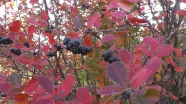 Aronia boğaz üzümü (
