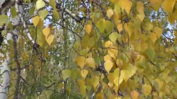 Heldere Herfst Berkenbladeren Kleuren Van Het Herfstbos Indiase Zomer Een — Stockvideo