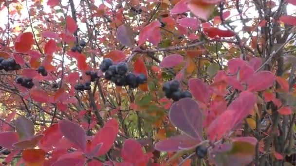 Aronia Chokeberry Chokeberry Cinza Montanha Aronia Melanocarpa Uma Árvore Fruto — Vídeo de Stock