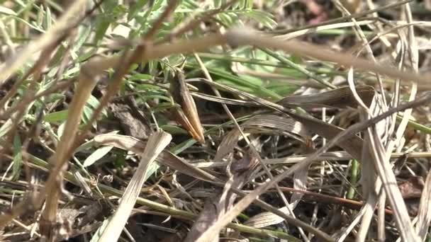 Grasshopper Arthropod Insect Order Erect Winged Most Distinctive Feature Insect — Stock Video