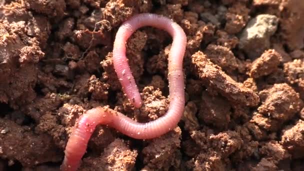 Aardworm Regenworm Lumbricina Een Suborde Van Kleine Borstelwormen Van Orde — Stockvideo