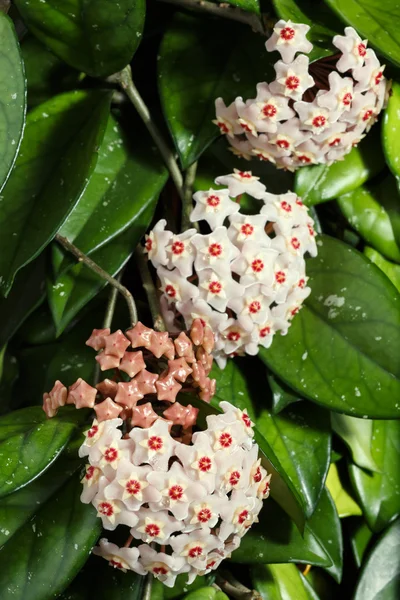 Hoya carnosa。鉢植えの植物 — ストック写真