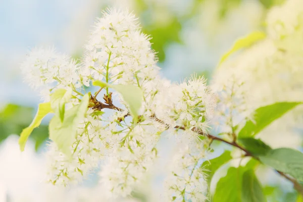 봄 꽃 나무 — 스톡 사진