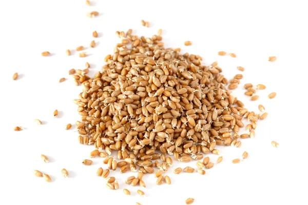 Granos de trigo germinado — Foto de Stock