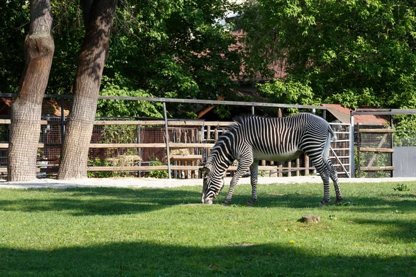 Zebra im Zoo — Stockfoto
