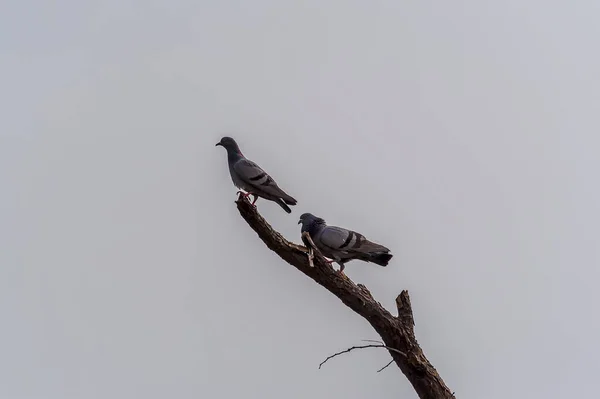 インドのハトはインドのラジャスタン州ビカナーの近くの木に登る — ストック写真