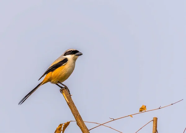 Indian Tit Perches Tree Bikaner Rajasthan India — Zdjęcie stockowe