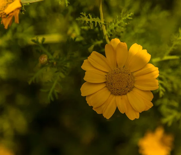 Pohled Žlutý Květ Vnitřní Zahradě Paláce Lalgarh Bikaneru Rajasthan Indie — Stock fotografie