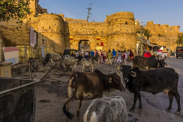 Gromadzenie Bydła Przed Wejściem Starego Miasta Jaisalmer Rajasthan Indie — Zdjęcie stockowe