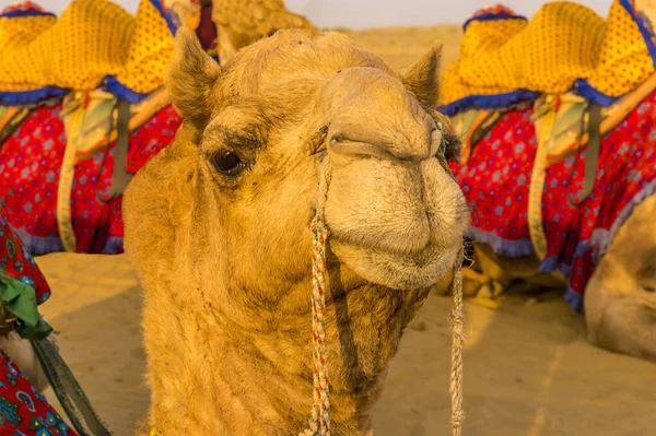 Primer Plano Camello Amistoso Desierto Thar Rajastán India — Foto de Stock