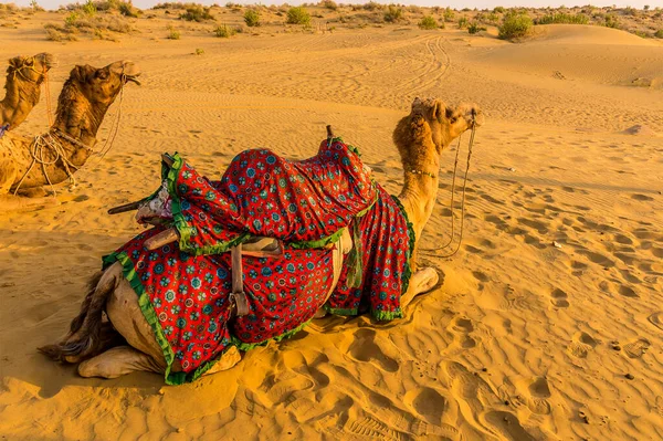 Velbloudi Odpočívající Thar Desert Rajasthan Indie Při Západu Slunce — Stock fotografie