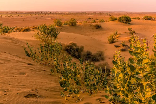 Una Vista Más Allá Las Plantas Milkweed Desierto Thar Rajasthan — Foto de Stock