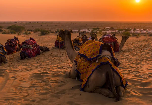 Una Vista Camellos Descansando Bajo Sol Poniente Desierto Thar Rajasthan — Foto de Stock