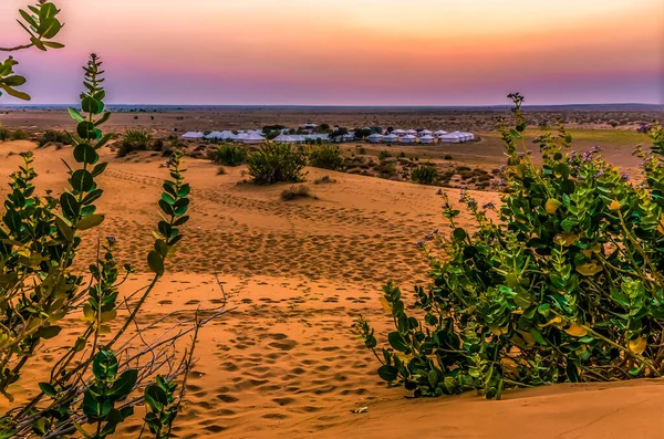 Uma Vista Passado Uma Lacuna Plantas Milkweed Para Pôr Sol — Fotografia de Stock