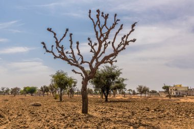 Hindistan 'ın Rajasthan kentindeki bir tarlada benekli ağaçların manzarası.