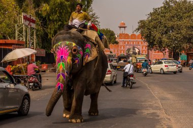 Bir fil Jaipur, Rajasthan, Hindistan 'da trafikte gezinir.