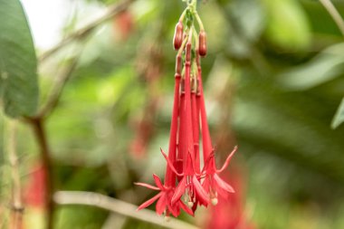 Maderia 'nın Funchal kentinin üstündeki tropikal bahçede 