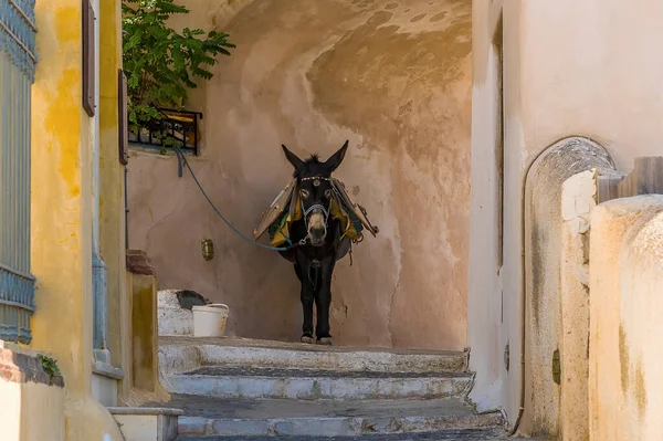 Donkey Steps Castle Pyrgos Santorini Summertime Stock Picture