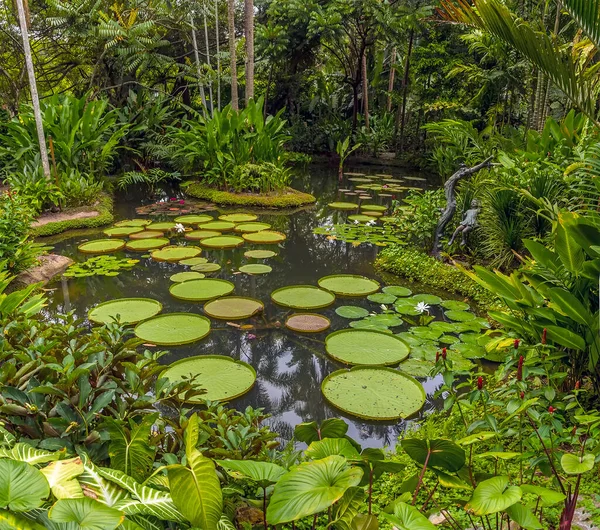 Una Vista Sobre Estanque Nenúfares Los Jardines Botánicos Singapur Asia —  Fotos de Stock