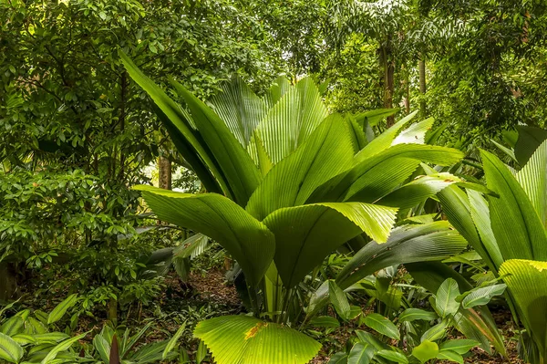 Широка Вічнозелена Рослина Ботанічних Садах Сінгапуру Азія — стокове фото