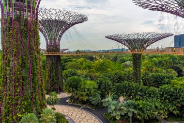 Singapur, Asya 'daki körfez kıyısındaki Bahçeler' deki süper ağaç koruluğundaki yükseltilmiş yürüyüş yolunun manzarası.