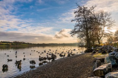 Ördekler ve kazlar kışın günbatımında İngiltere 'nin Pitsford Barajı kıyısında toplanırlar.