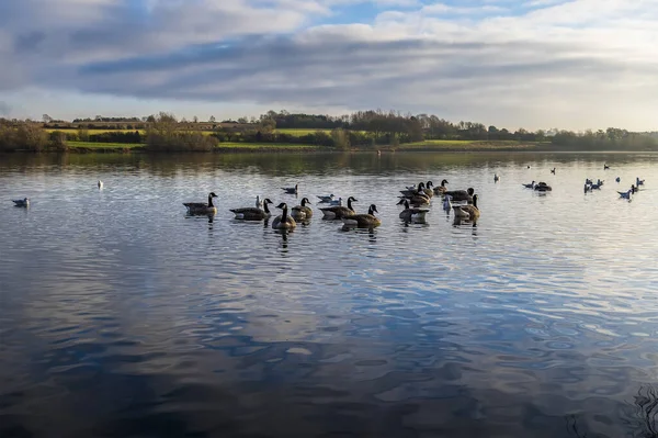 Kanadai Libák Pitsford Reservoir Egyesült Királyság Előtt Naplemente Télen — Stock Fotó