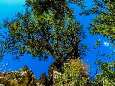 Güneşli bir günde Girit, Chania yakınlarındaki Imbros Boğazı 'nın kenarına tünemiş bir ağaç.