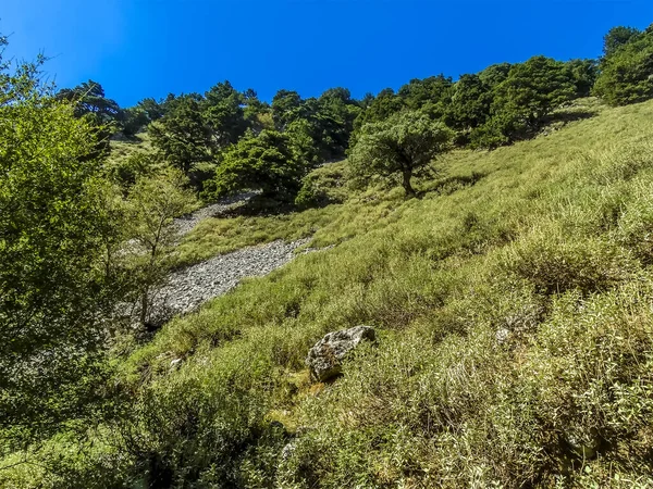 Trädbeklädda Sidorna Imbros Gorge Nära Chania Kreta Ljus Solig Dag — Stockfoto