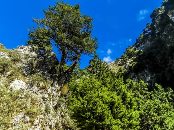 Ensam Träd Kanten Imbros Gorge Nära Chania Kreta Ljus Solig — Stockfoto