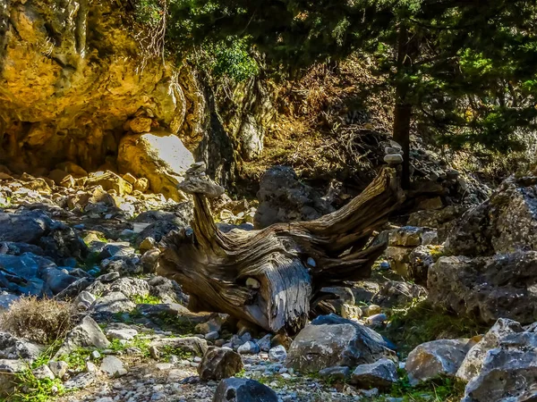 Rotsen Een Boomstronk Imbros Gorge Bij Chania Kreta Een Zonnige — Stockfoto