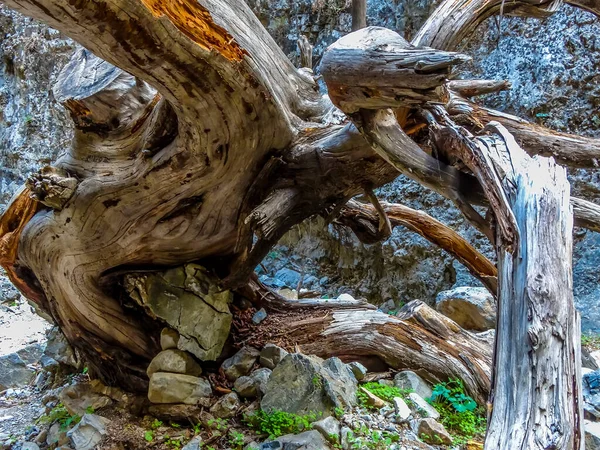 Árbol Muerto Bloquea Sendero Desfiladero Imbros Cerca Chania Creta Día —  Fotos de Stock