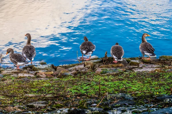 Gaggle Canadian Husese Shore Reline Thornton Reservoir Bright Sunny Day — Stock fotografie