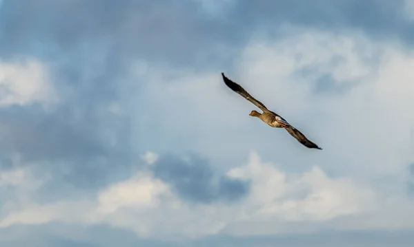 Lone Canadian Goose Flight Thornton Reservoir Bright Sunny Day — Stock Photo, Image