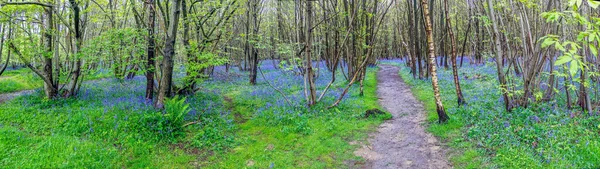 Panorama View Bluebell Woods Kent Wood Spring — стоковое фото