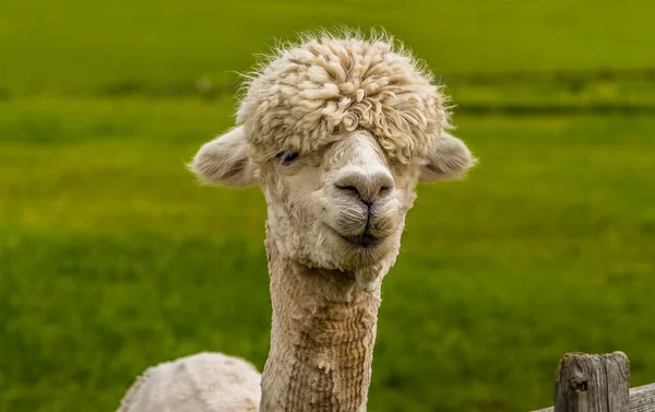 Amichevole Curioso Alpaca Color Albicocca Nella Foresta Charnwood Regno Unito — Foto Stock