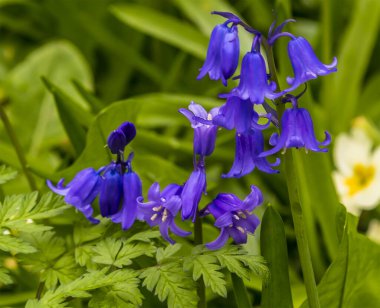 Baharda Leicestershire ormanında çan şeklindeki çiçekleri gösteren bir BlueBell kümesi.