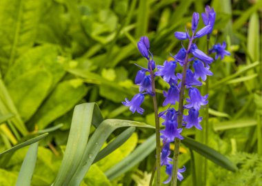 Bir BlueBell kümesi Leicestershire ormanında çiçeklenmeye başlıyor.