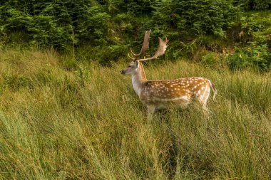 Bradgate Park, Leicestershire, İngiltere 'de yaz boyunca sürgüye hazır bir erkek alarma geçti.