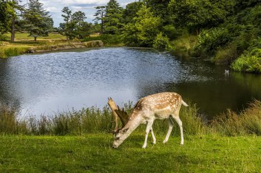 Bir erkek yazın İngiltere, Leicestershire, Bradgate Park 'ta bir gölün kenarında otluyor.